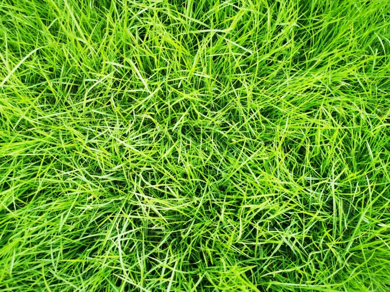 Go green and save green: Why it's time to switch to organic lawn care
