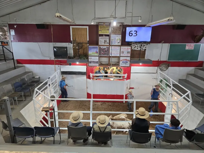 20-year-old cattle dealer revitalizes former Mercer Livestock Auction