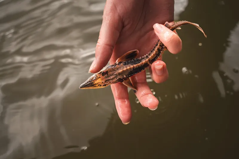 Why Lake Sturgeon Are Making a Comeback in Ohio