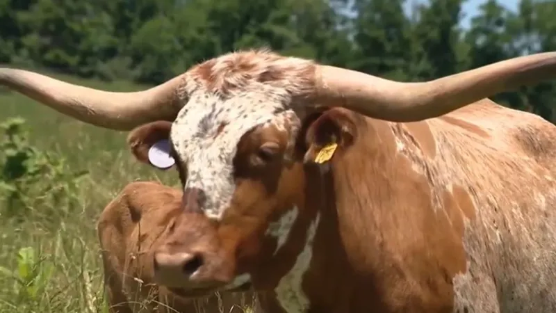 Your Town: Belmont County beef farm marks 30 years, draws thousands for summer tours