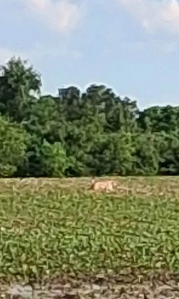 Mountain lion in Ohio? ODNR experts respond to viral video