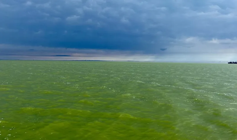 Moderate harmful algal bloom for western Lake Erie