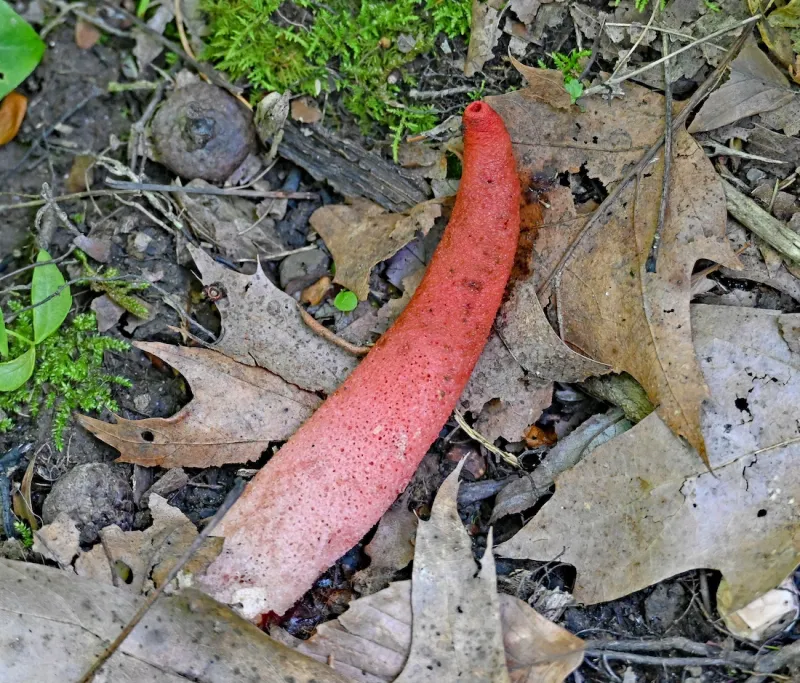 Stinkhorn: The phallus of the forest