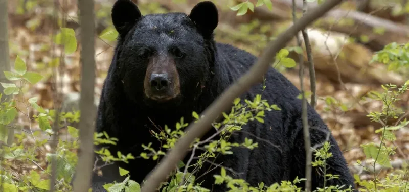 A black bear was found wandering an Athens neighborhood as sightings continue to rise in Ohio