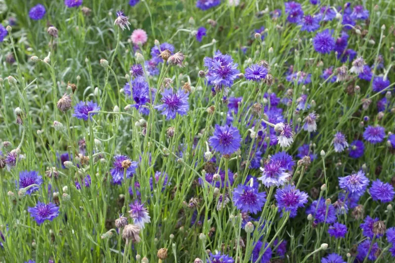 What can the Wildlife Habitat Initiative do for you?