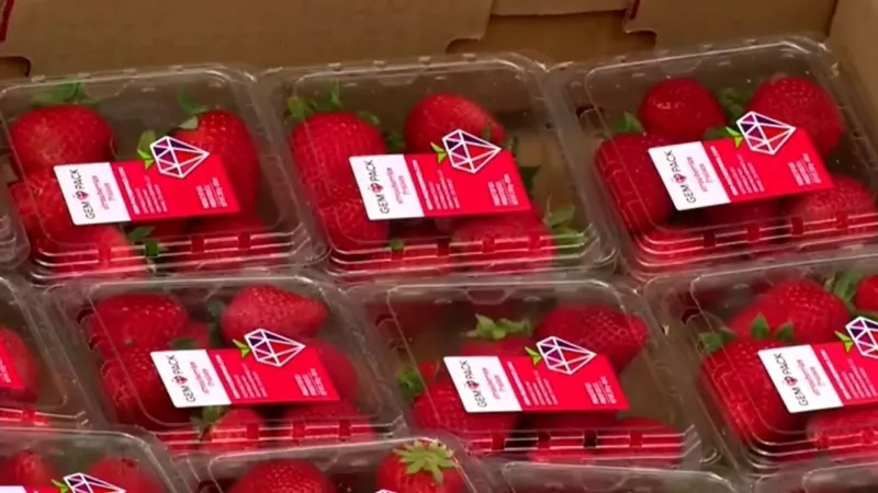 Two pallets of strawberries delivered to Fort Steuben
