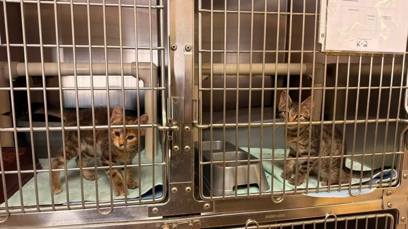 Hot summer heat fuels flea, tick and mosquito surge that threatens pets