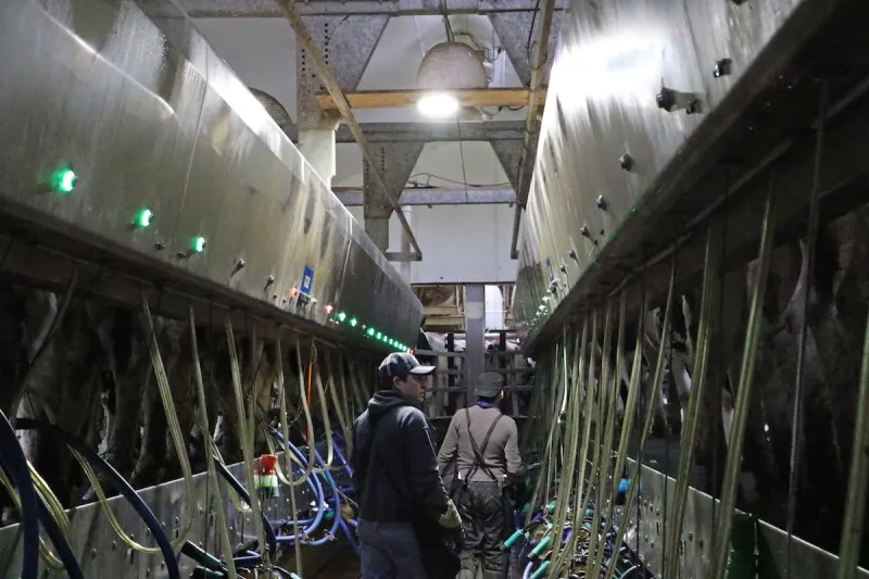 New H-2A changes could ease dairy labor shortages
