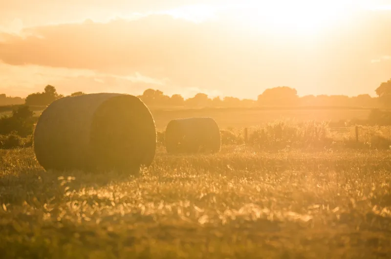 Senate farm bill cuts act forbidding states from setting livestock production laws
