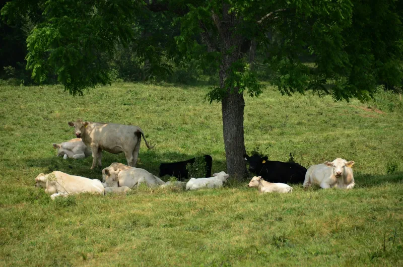 Shade and water: A cow's best friends