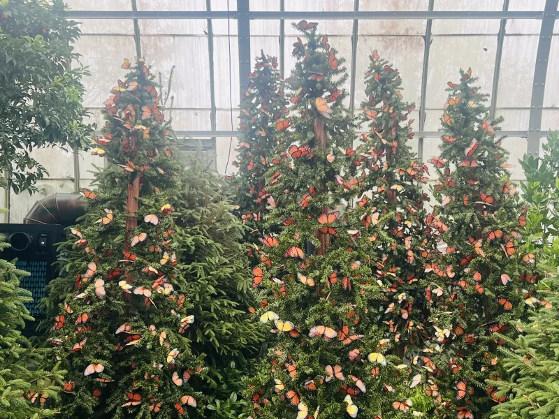 Krohn Conservatory's Butterfly Show Has Just a Few Weeks Left