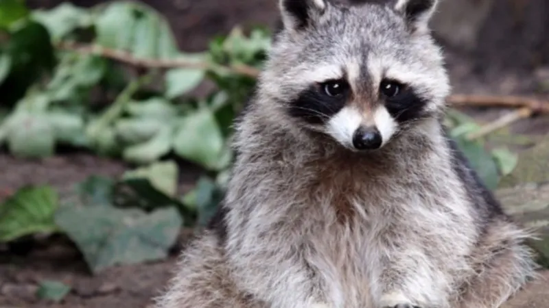 Brooke County health officials warn of rising rabies cases so far this year