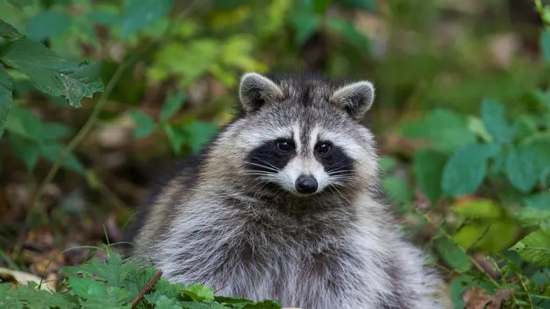 Ohio County raccoon tests positive for rabies, second confirmed case this year