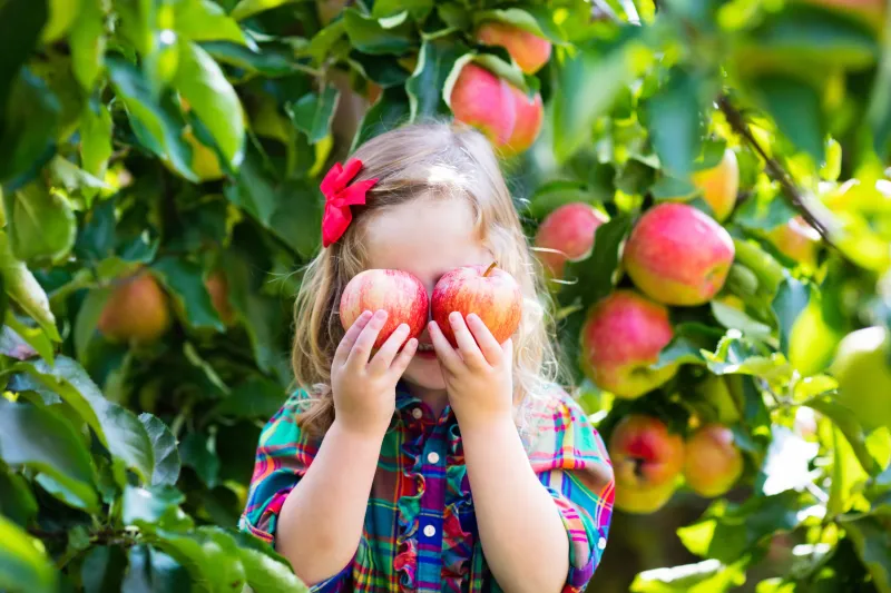 Best Apple Orchards near Cincinnati & Dayton for Apple Picking {2026}