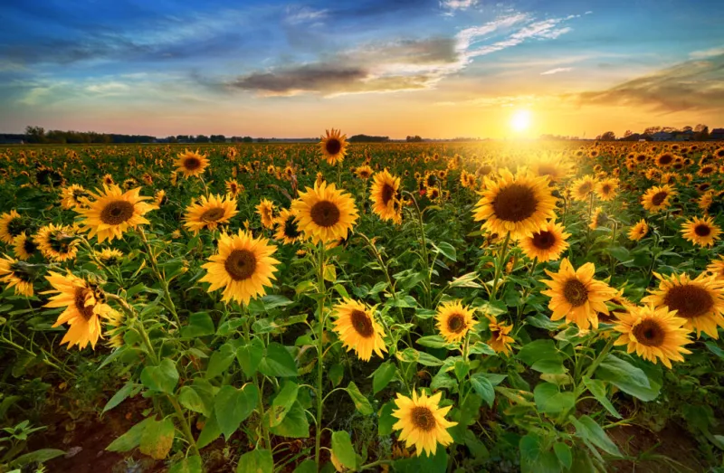Frankfort Sunflower Festival