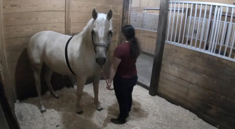 When eyeing a predator, horses keep a poker face as their hearts race