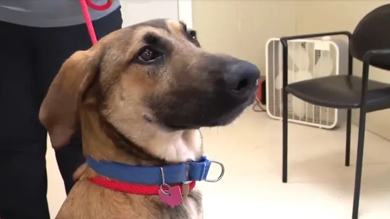 Scooby, other dogs and animals need help to cool off in scorching heat