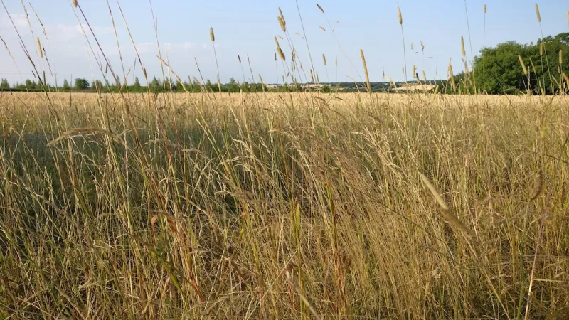 3 strategies to overcome summer grazing challenges