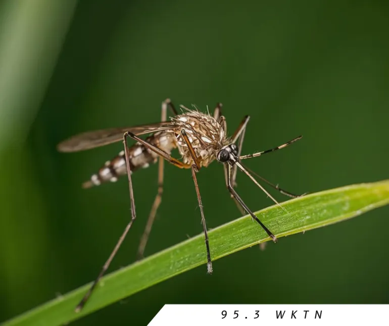 ONU HealthWise Pharmacy Offers Tips for Treating Mosquito Bites