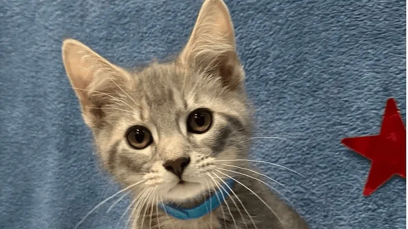Fur Baby Friday: Colony Cats hopes to Empty The Shelters starting with Tab & Leopold