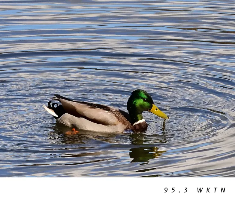City of Lima Accepting Duck Blind Lottery Registrations August 3--7