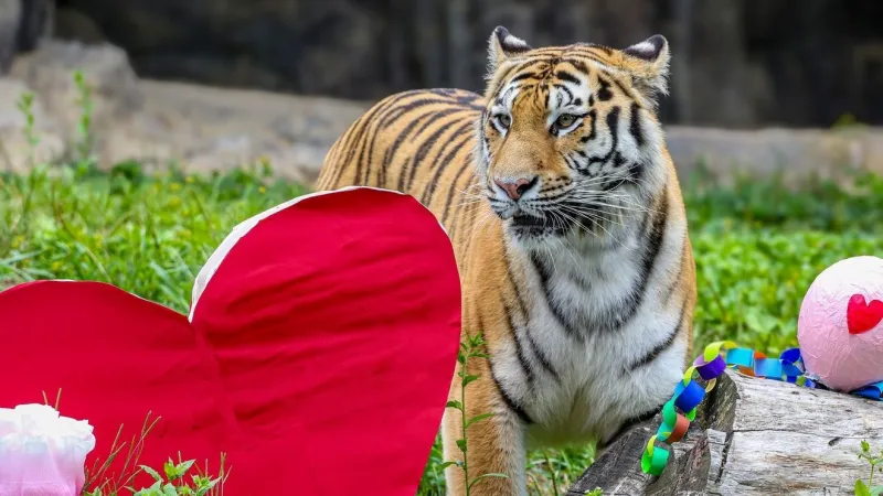 Columbus Zoo welcomes 4-year-old Amur tiger from South Korea in conservation effort