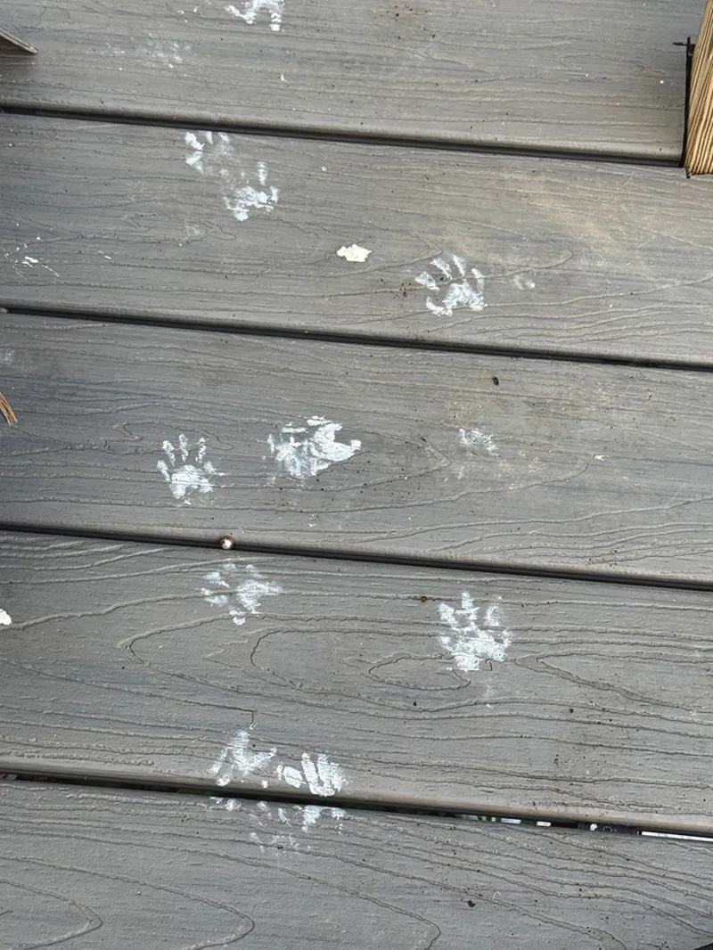 How paint-covered raccoons and wildfire smoke ruined my week