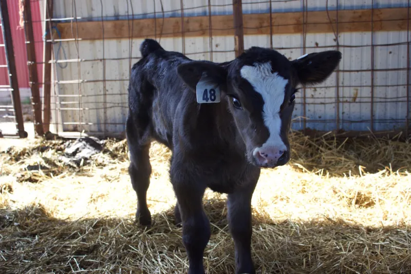 Managing the challenges and opportunities of dairy beef cross calves