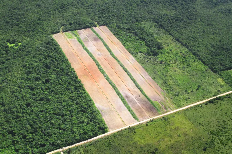 Unwritten social rules, not government oversight, help keep forest land sustainable