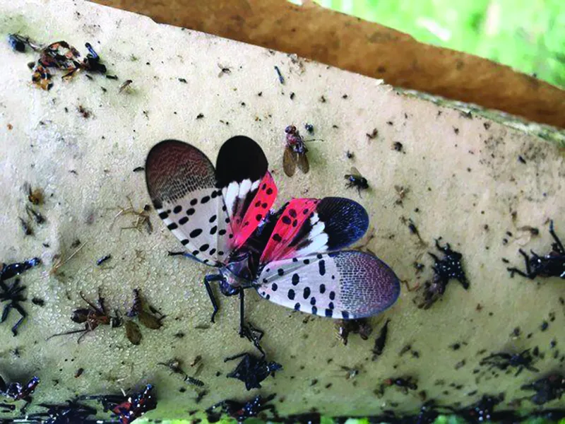 Spotted lanternfly detected in Kanawha County, West Virginia