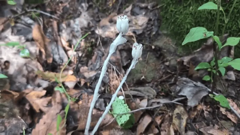 Ohio State Extension to host fungi hike at Quaker Ridge Preserve in Richmond