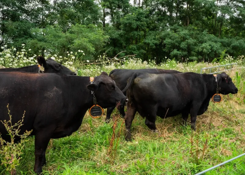 How virtual fencing is simplifying rotational grazing for farmers