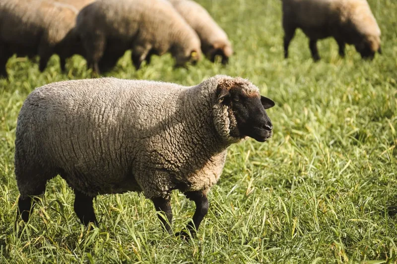First case of scrapie detected in sheep in U.S. in more than 5 years