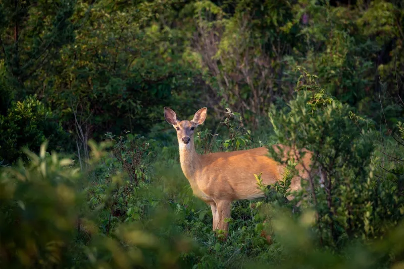 Pa. hunters donate record amount of venison to feed hungry families
