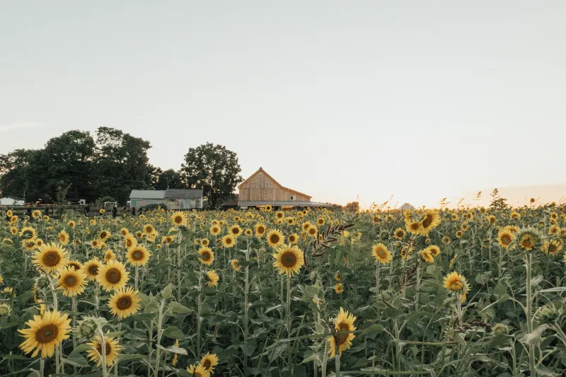 Sunflower Fields Worth the Drive