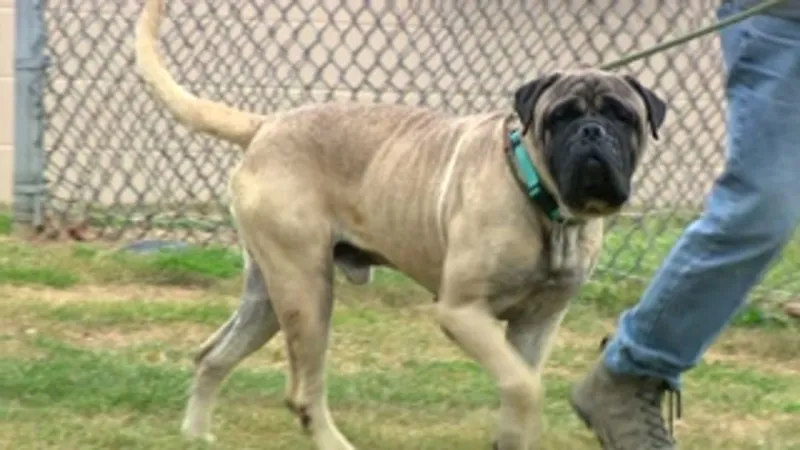 Animal abandonment cases rise as puppies left in cages, totes along roads, dumpsters