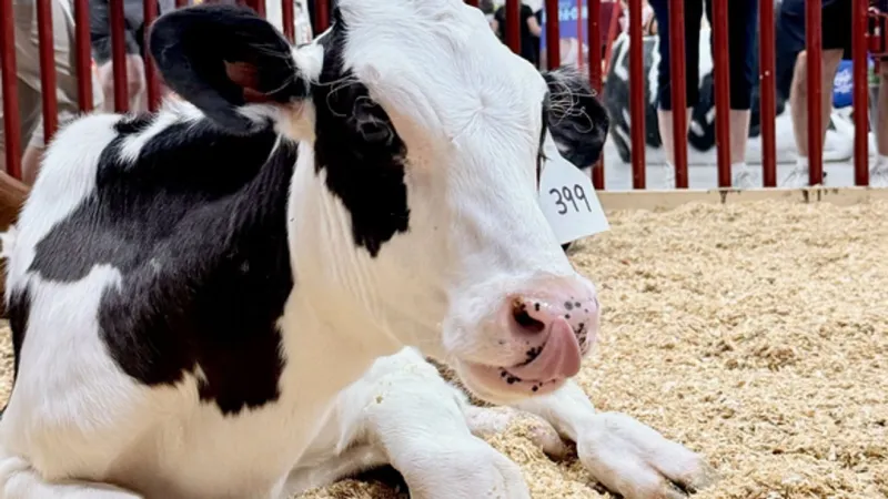 Ohio State Fair asks fairgoers to help name new baby calves