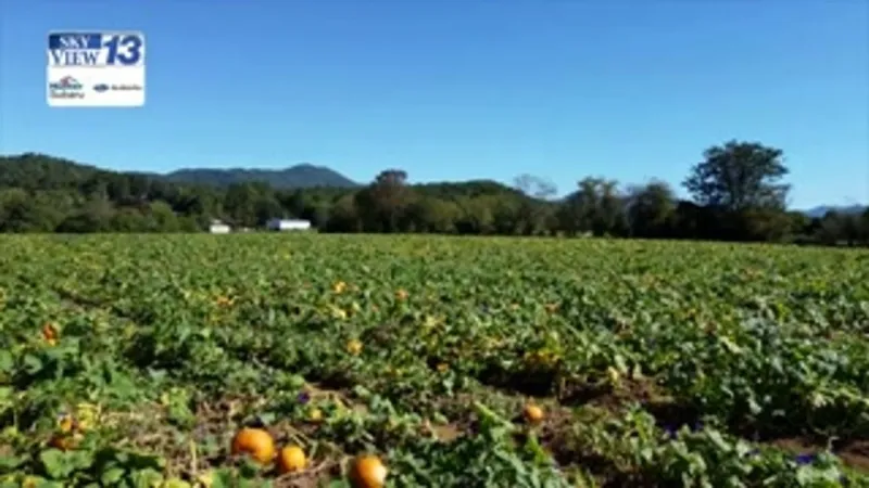 Local experts share tips to protect crops amid drought and extreme rainfall