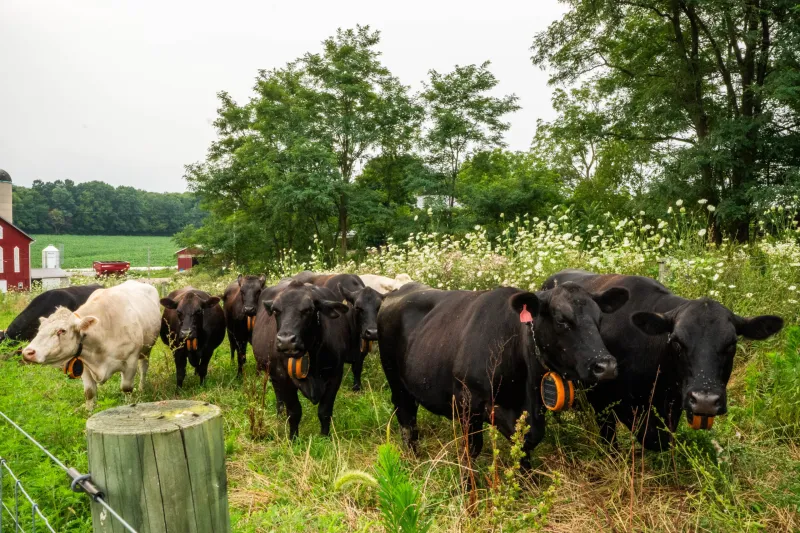 Virtual fencing expands opportunities for western Pa. beef farm