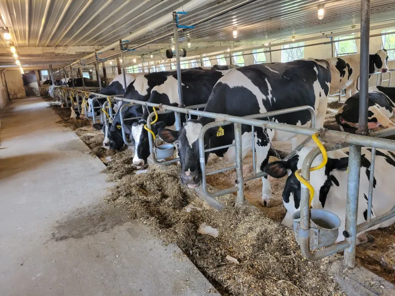 Cattle handling: The VITAL framework for better stockmanship
