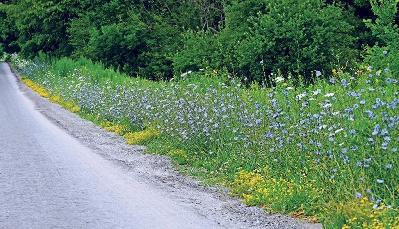 Chicory: A runway of blue
