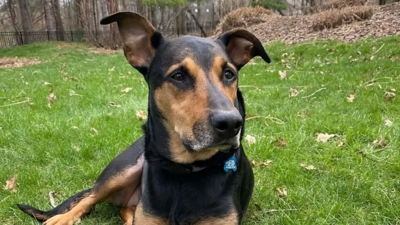Fur Baby Friday: Ada is ready for adventure - and a forever home