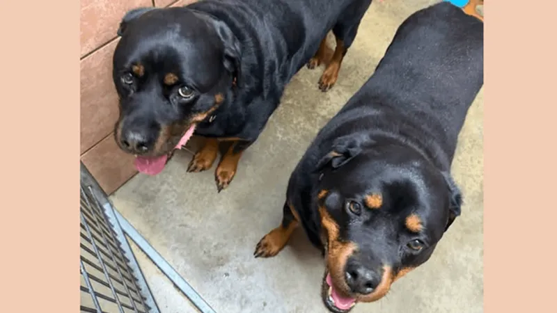 Dog returned to animal shelter after escaping; adoption now 'pending'