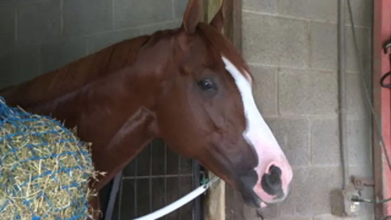 West Virginia Derby draws fans for day of racing and fun