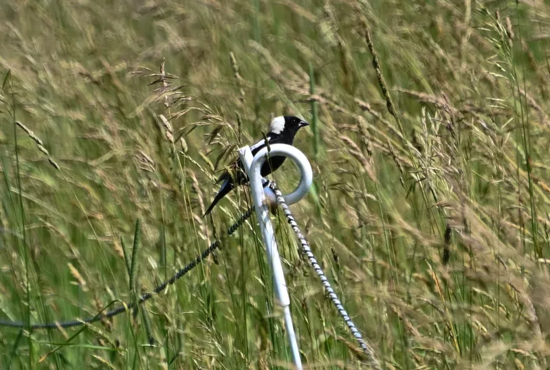 How an Ohio farmer delayed hay harvest to save nesting bobolinks