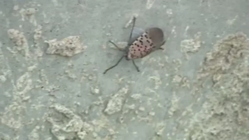 Spotted lanternflies return as invasive pests spread again across the region