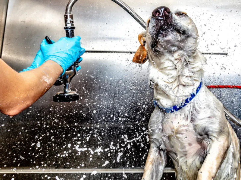 15+ Dog Washes & Grooming Salons