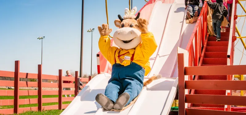 Young's Dairy Fall Fun: Corn Maze, Pumpkins, Wagons