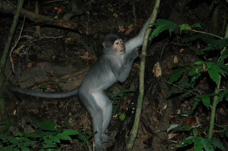 Last common ancestor, no matter its feet, could have been a vertical climber