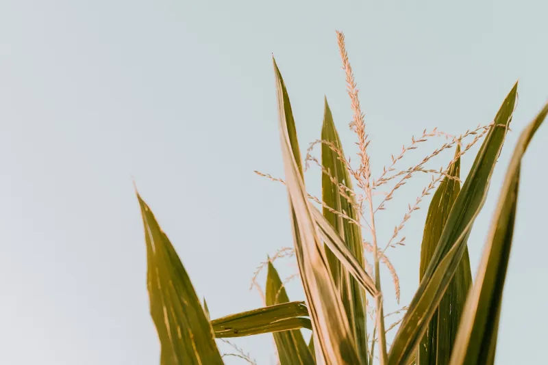 Is your crop management actually strategy paying off?